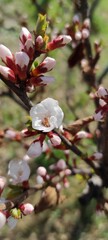 blossom in spring