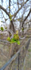 spring in the park