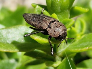 bug on a leaf