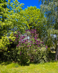 Fototapeta premium Flowering lilacs in the park