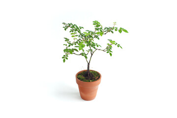 Potted Plant, Small Bonsai Tree, Rose