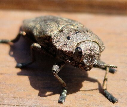 beetle on wood