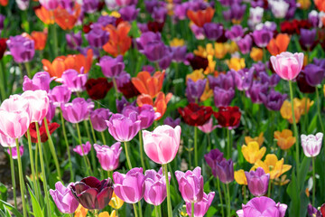 Obraz premium Tulip field with different types and colors