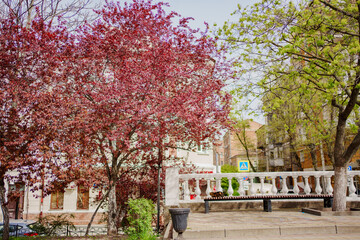 Spring Park. red blossoming tree. beauty of spring nature. walks around city.