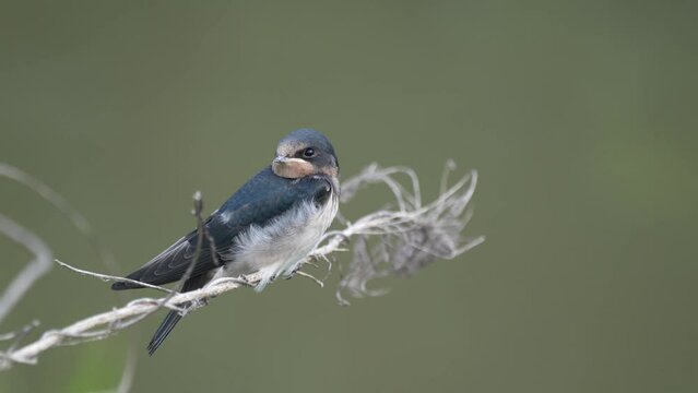 揺れる木の枝に止まる巣立ったばかりのツバメの幼鳥