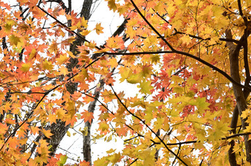 日光の自然と紅葉の秋