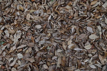 枯れ葉木材チップで敷き詰められた地面の背景画像