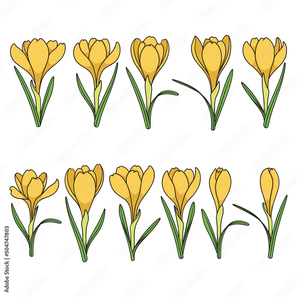 Poster set of color illustrations with yellow crocus flowers, saffron. isolated vector objects on a white b