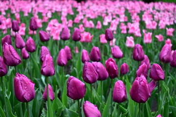 beautiful tulips with raindrops on a flowerbed  in the park