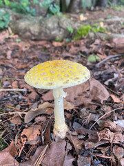 close up of yellow-white mushroom