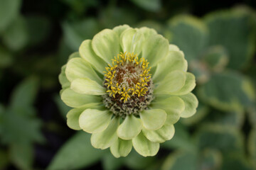 Zinnia green flower in an outdoor garden