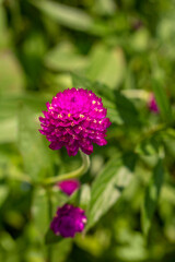 Purple flower. Button agaga. Everlasting. Gomphrena. Globe amaranth. Pearly everlasting