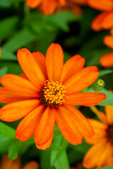 plant with orange flower Zinnia angustifolia, herbaceous in garden