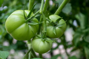 Garden of green tomatoes cluster on a vine