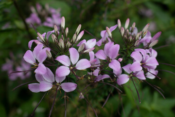 Bunch of purple flowers making a cluster