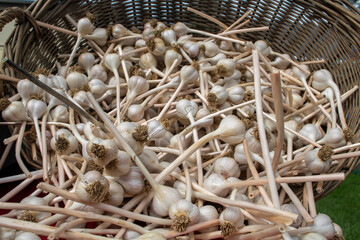 Fresh picked garlic at the market on display
