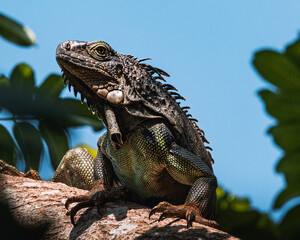 Stunning Igüana standing on a tree known as 