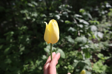 yellow tulip