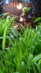 green grass in garden
