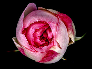 Rosa di Damasco