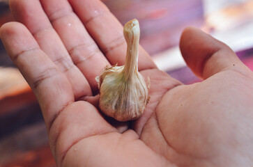white fresh garlic