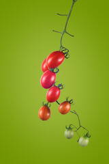 branch with cherry tomatoes on a green background, studio shot.