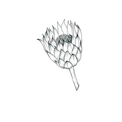 Hand drawn protea flower. Vector illustration.