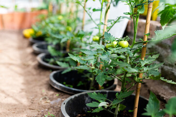 Potted tomato plants growing at home in a greenhouse. Home grown, organic, self sufficient, healthy living concept