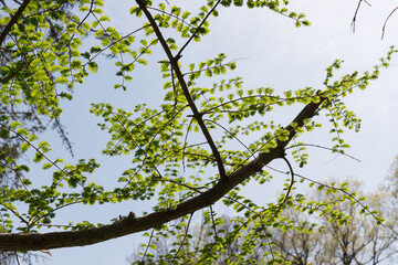dawn redwood or Metasequoia glyptostroboides
