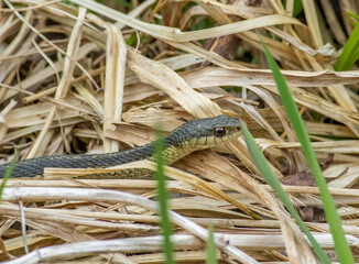 A garter snake emerges from its wintering den as spring arrives in northern Ohio. 

