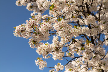 Lots of white blossoms on the branches of an ornamental cherry contrasting against a beautiful blue sky.