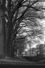 Row of old leafless oak trees in a residential area captured in black and white with modern flats contrasting against monumental trees.