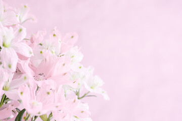 Naklejka na ściany i meble ピンクの花　背景　淡い色　パステルピンク　デルフィニウム