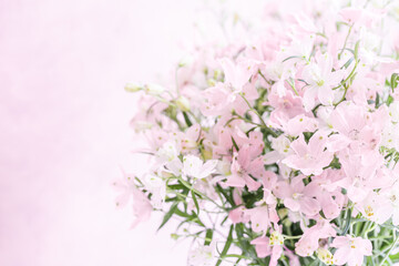 ピンクの花　背景　淡い色　パステルピンク　デルフィニウム
