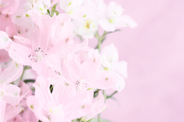 ピンクの花　背景　淡い色　パステルピンク　デルフィニウム
