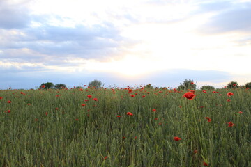 Fototapeta na wymiar Field of wheat, green wheat against the backdrop of sunset clouds. Field of green wheat and red poppies. wild poppy flower among the field. Grain crop in the process of ripening, new crop
