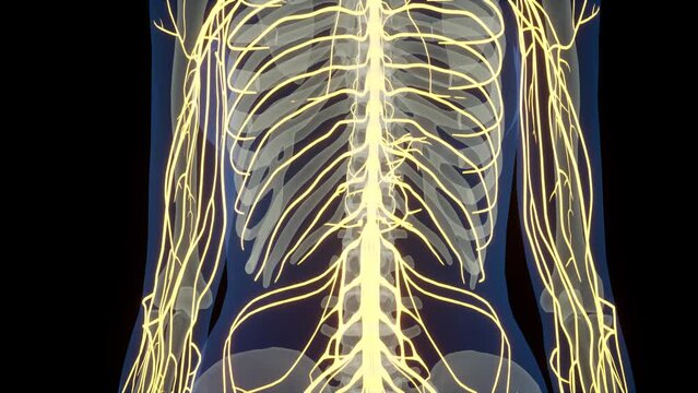 Central Organ of Human Nervous System Brain Anatomy. Human Central Nervous System Brain Anatomy. 3D animation