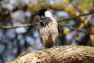 The hooded crow (Corvus cornix) (also called the scald-crow or hoodie) is a Eurasian bird species in the genus Corvus.