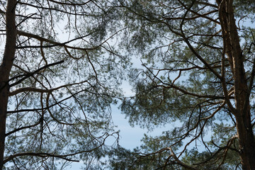 pine branches on a partly blue sky (silhouette)
