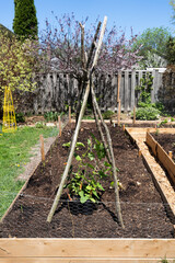 Backyard raised bed garden