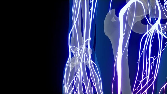 Central Organ of Human Nervous System Brain Anatomy. Human Central Nervous System Brain Anatomy. 3D animation