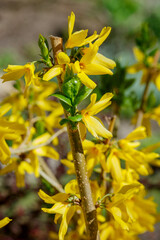 Forsythia flowers, Golden Bell, Border Forsythia blooming in spring garden bush