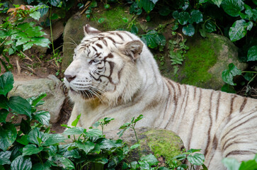 big white albino tiger. White Tiger Resting On Rock. Panthera tigris var. alba. genetics and...