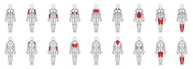 Male muscular anatomy vector icon - obrazy, fototapety, plakaty