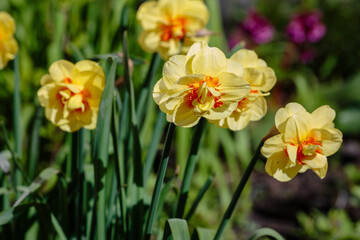 Narcissus flowers. Flower bed with drift yellow. Narcissus flower also known as daffodil, daffadowndilly, narcissus in springtime. Bulbous plants in the garden