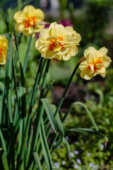  Narcissus flowers. Flower bed with drift yellow. Narcissus flower also known as daffodil, daffadowndilly, narcissus, and jonquil in springtime. Bulbous plants in the garden