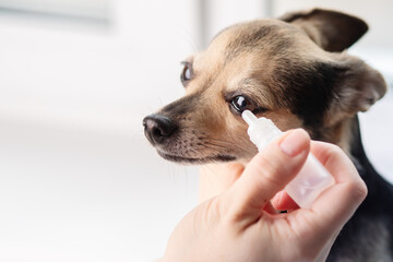 eye diseases in dogs, eye ophthalmic drops for pets, hands instill medicine in the eye of a puppy