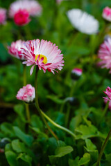 Obraz premium Double daisies on natural background. Pink daisies in the garden. Beautiful flowers of daisies