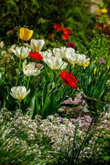 Obraz premium Beautiful tulip flowers blossom in spring garden
