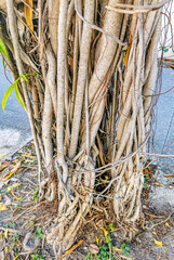 Big tropical tree natural pedestrian walkways Playa del Carmen Mexico.